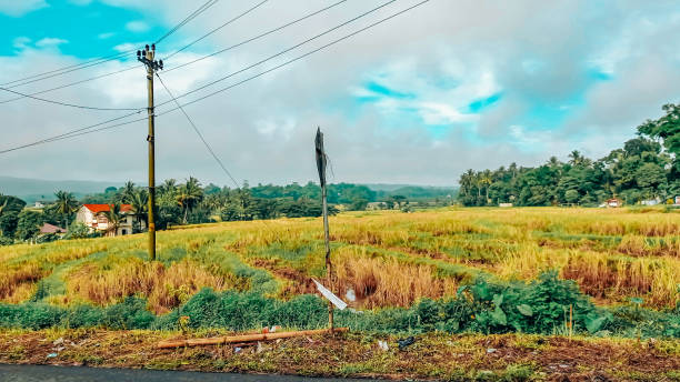 istock rice fields scenery from salatiga indonesia 1294226131