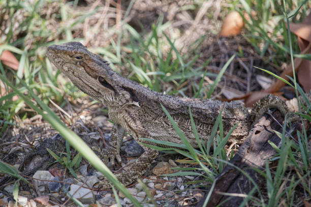 istock Australian wildlife bearded dragon lizard 1294226180