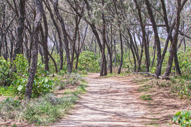 istock Australian bush Gold Coast beach 1294227011