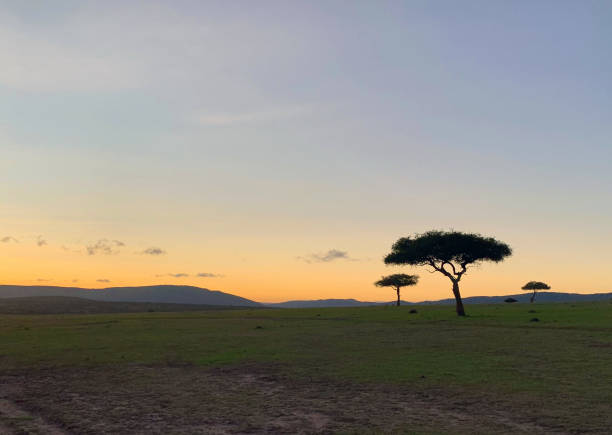 istock Safari Sunrise 1294227059