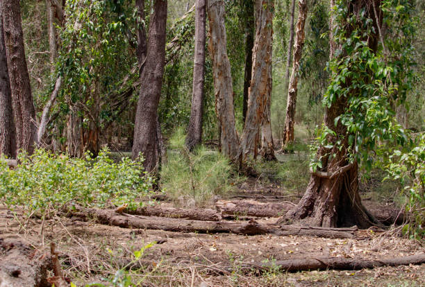 istock Australian bush wetlands landscape 1294227692