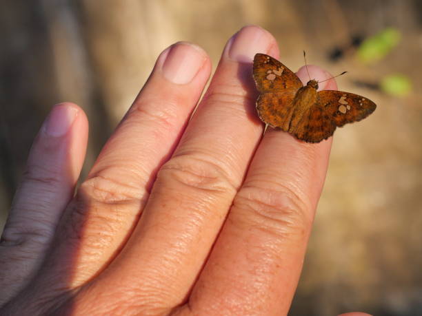 istock Fulvous Pied Flat butterfly on On fingers and human hand 1294228636