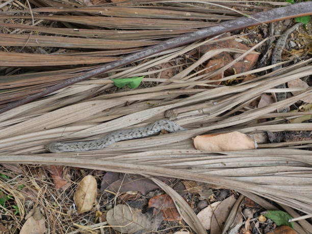 istock The Banded kukri snake in forest 1294228651