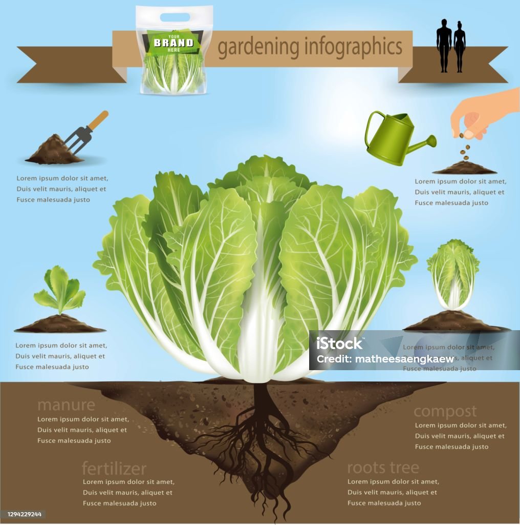 Cabbage Growing Guide.pdf Headed Cabbage Growing Process As Infographic Template The Process Of ...