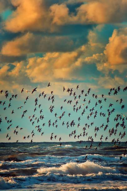istock Flock of birds in flight over sea horizon 1294232156