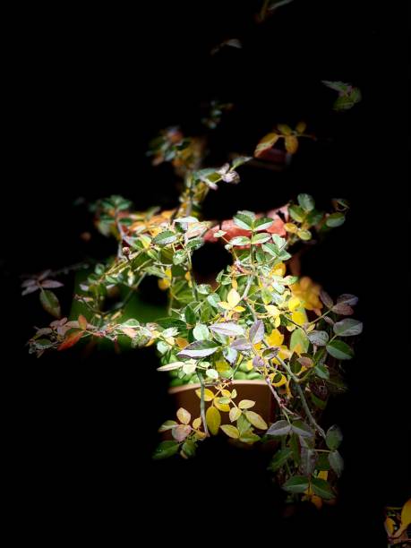 istock Multi coloured leaves against dark black background 1294232861