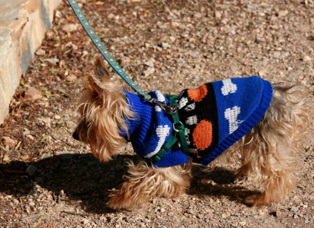 istock TOFFEE, MY FURRY FRIEND 26 1294232876