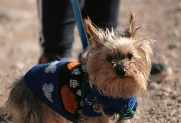 istock TOFFEE, MY FURRY FRIEND 13 1294232916