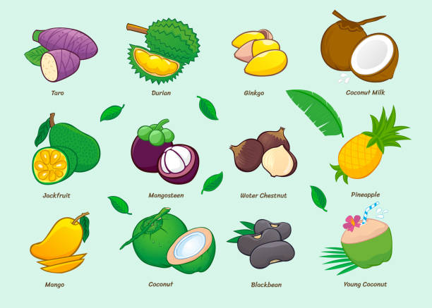 sammlung von cartoon-lebensmittel-ikonen. asiatische früchte. taro (peuk), durian, ginko, jackfruit (ka-noon), mangosteen (mung-kood), wasserkastanie (haw), mango, blackbean, ananas, kokosnuss und kokosmilch. vektor-illustration - haw stock-grafiken, -clipart, -cartoons und -symbole