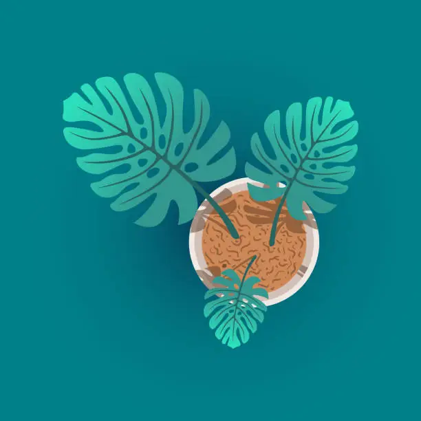Vector illustration of illustration of a monstera tree in a pot