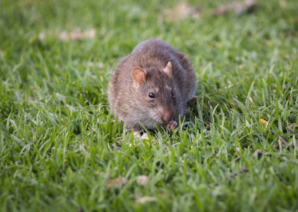 istock Southern African vlei rat 1294235099