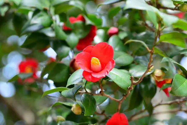 Red flower, Camellia L called Thea