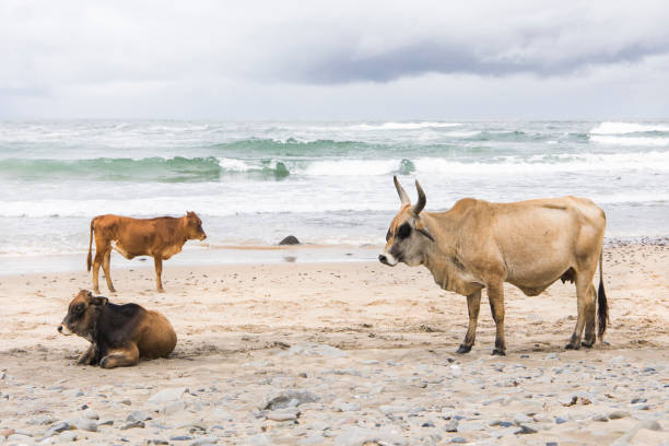 istock Rural landscape Transkei South Africa 1294237375