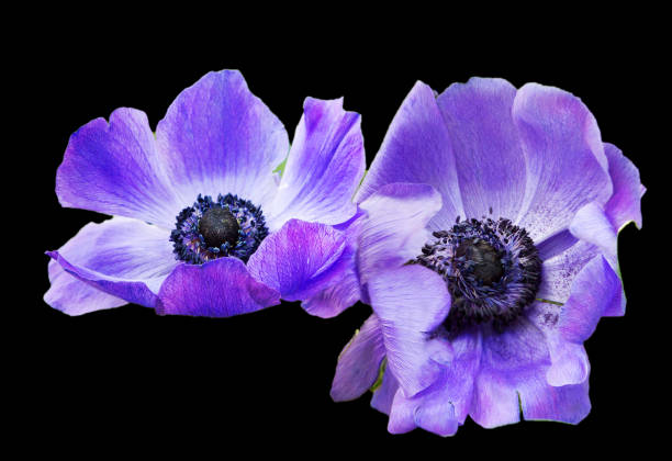 istock Purple anemone flower. 1294237993