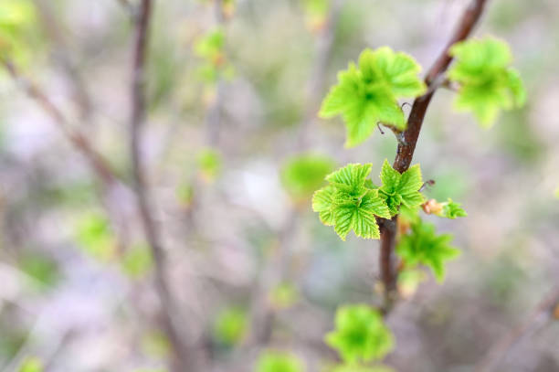 buds; branch; open; leaves; grow; background; berry; botanical; botany; bud; bush; closeup; color; concept; countryside; cultivated; cultivation; currant; day; earth; environment; foliage; fresh; garden; gardening; green; growing; growth; honest; landscape; leaf; natural; nature; no people; nobody; organic; outdoors; outside; plant; rural; rustic; scene; season; small; sprig; spring; sprout; time; tree; twig
