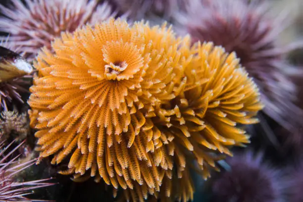 Feather-duster worm (Sabellastarte longa) or Giant fanworm with orange extended arms when feeding underwater