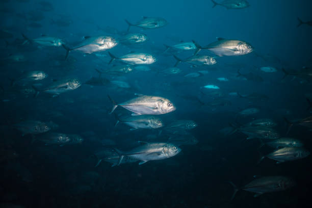 istock A school of Bigeye trevally 1294238346