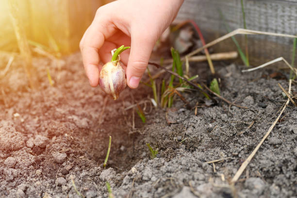 a kids hand planting a sprouted seed of garlic in a garden bed with soil in spring. flare garlic; seed; planting; garden; kid; agriculture; autumn; baby; backyard; bed; bulb; child; children; closeup; clove; concept; countryside; cultivation; day; earth; fall; farm; farmer; farming; food; fresh; gardener; gardening; ground; hand; healthy; holding; honest; lifestyle; natural; nature; organic; outdoors; outside; people; plantation; rural; rustic; scene; season; soil; spring; sprouted; time; vegetable; flare plant bulb stock pictures, royalty-free photos & images