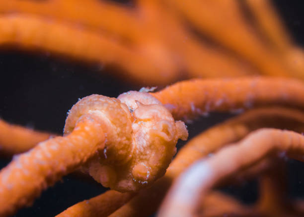 istock Whip-fan nudibranch 1294238882