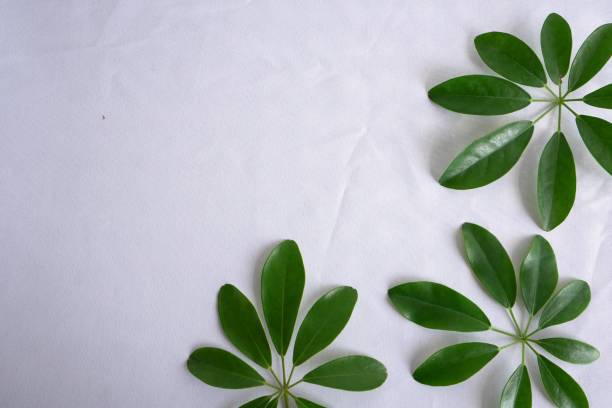 istock Leaves of schefflera isolated on white background, flat lay 1294240481