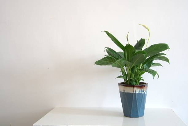 istock Interior potted peace lilies, home decor, white background 1294240486
