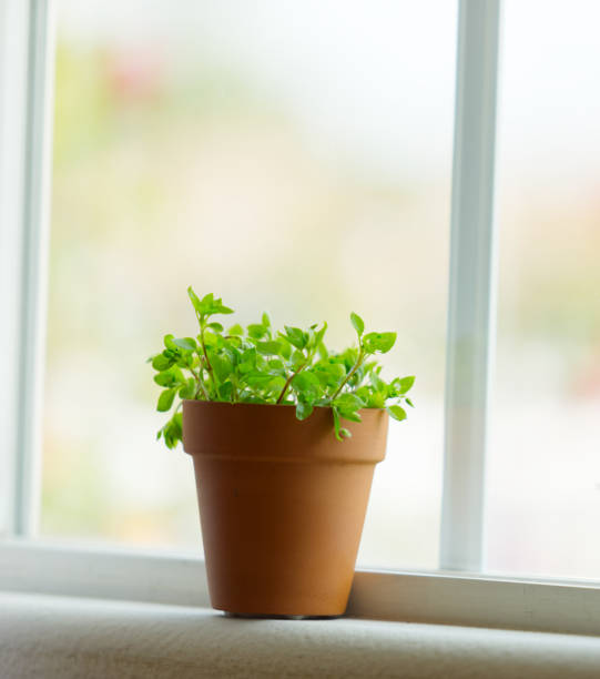 istock Baby sun rose on windowsill, interior green palnt, blurred background 1294240498