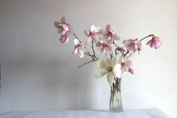 Magnolia in glass vase, interior flower arrangement, still life