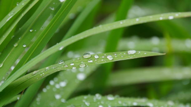istock Closeup, crystal water drops on green grass, blurred background, selective focus 1294241881