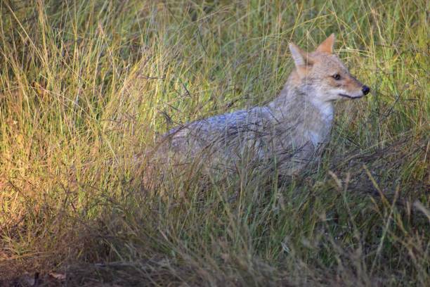 istock A Jackal in an Indian forest 1294241961