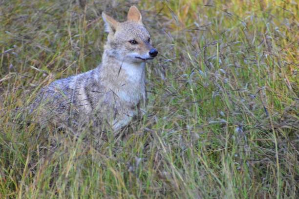 istock A Jackal in an Indian forest 1294241963
