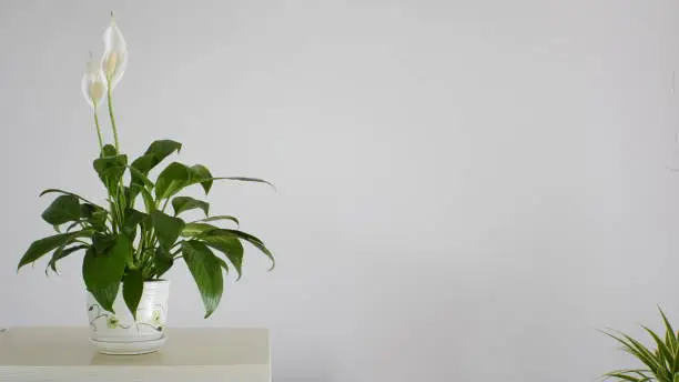 Potted spathiphyllum plant with delicate white flowers on table, peace lily, copy space