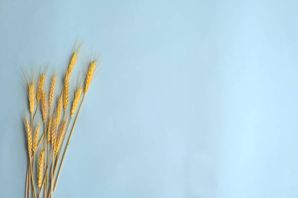 orelhas de trigo amarelo em fundo azul, conceito de colheita, publicidade agrícola, espaço de cópia - grain ear - fotografias e filmes do acervo