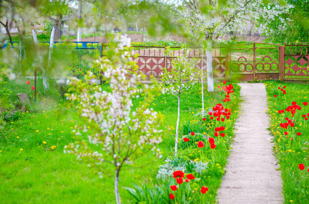 Typical village yard with green grass lawn, cement path, red flowers, cherry trees blossom and tin metal fence