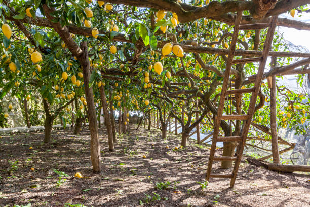 Sfusato lemons growing Sfusato lemons growing on trees supported by a framework on the Amalfi coast, Italy amalfi photos stock pictures, royalty-free photos & images
