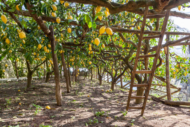 Sfusato lemons growing Sfusato lemons growing on trees supported by a framework on the Amalfi coast, Italy amalfi food stock pictures, royalty-free photos & images