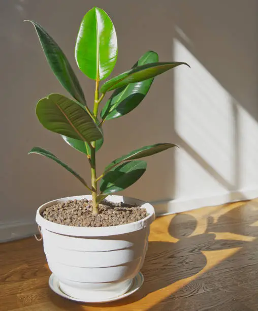 Sunshine on the potted ficus elastica, interior ornamental plant, rubber fig