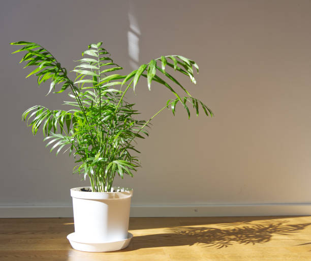 istock Potted Chamaedorea elegans. Parlor palm with sunlight. Tropical plant on floor 1294242955