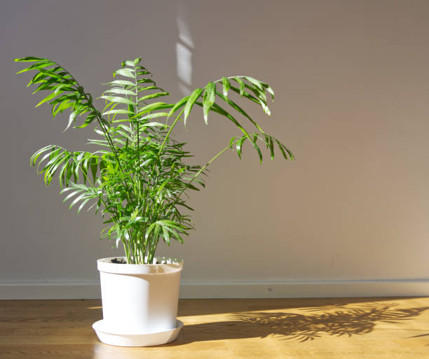 doniczkowe chamaedorea elegans. palma parlorowa ze światłem słonecznym. tropikalna roślina na podłodze - chamedora zdjęcia i obrazy z banku zdjęć