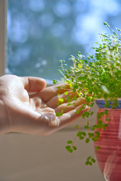 istock Woman's hand touching green potted plant before window, blurred background, vertical composition 1294242996
