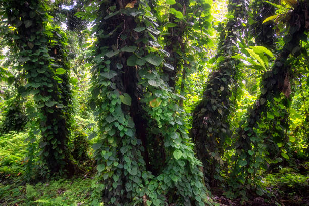 Jungle vegetation,Puna.  Big Island, Hawaii