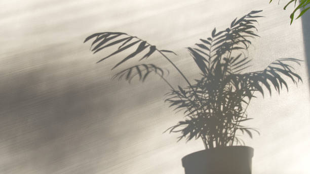 istock Shadow of pottd plant, chamaedorea elegans by wall, parlor palm in sunlight 1294243877