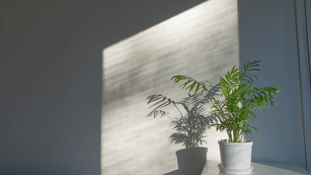 istock Potted plant, chamaedorea elegans, sunlight on parlor palm by wall near window 1294243878