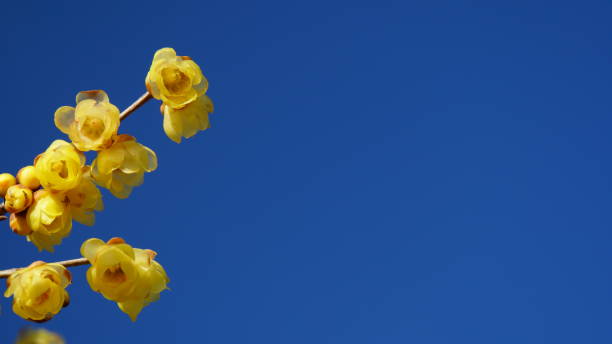 チモナンサスプラエコックスの低角ショット、咲く冬の甘い、日本のオールスパイス、青い空の背景 - winter sweet ストックフォトと画像