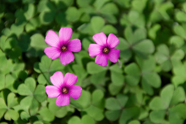 Closeup of three pink wood sorrel flowers, oxalis articulata bloom in garden Closeup of three pink wood sorrel flowers, oxalis articulata bloom in garden wood sorrel stock pictures, royalty-free photos & images