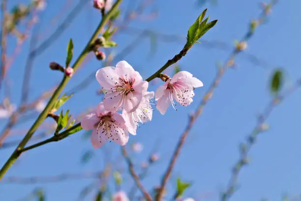 Closeup, blooming peach blossom, spring orchard flower, blur blue sky background