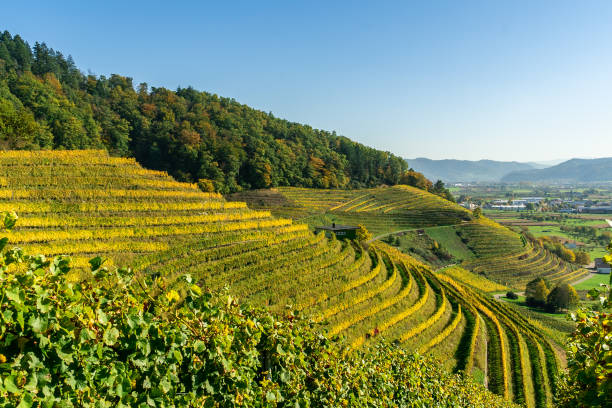 istock Vineyard terraces and rural landscape under blue sky, agricultural fields 1294243944