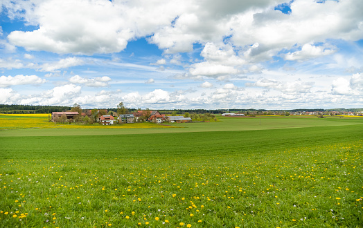Panorama of spring green grass and country houses, white clouds floating in sky