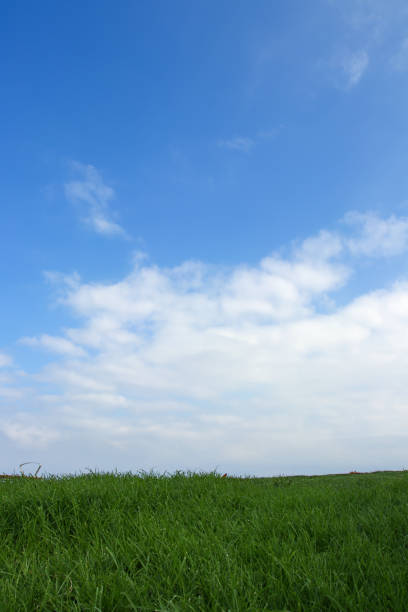 istock Blue sky, white clouds and green grass landscape, vertical composition, meadow 1294243984