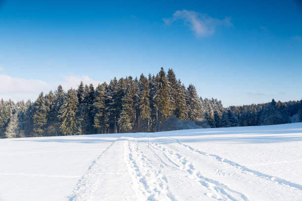 istock White snow-covered land with green cedar forest under blue sky 1294244077