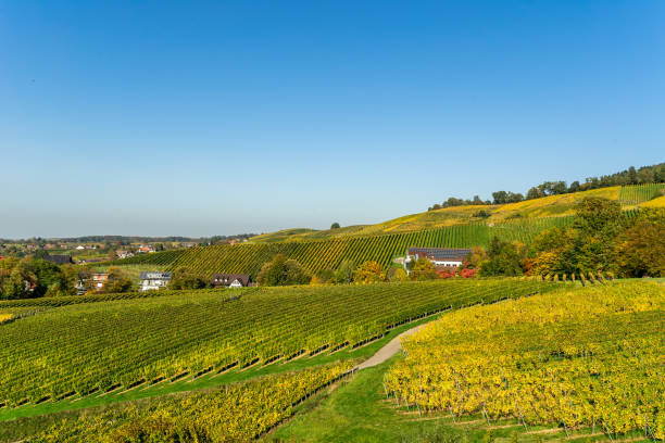 istock Vineyards with grapes fields under blue sky on sunny day 1294244084